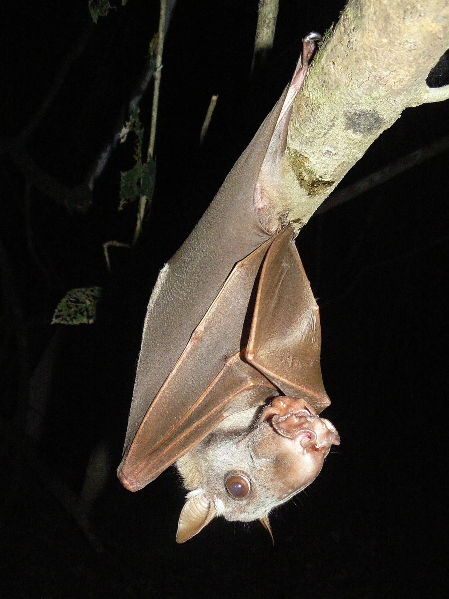 Крылан молотоглав