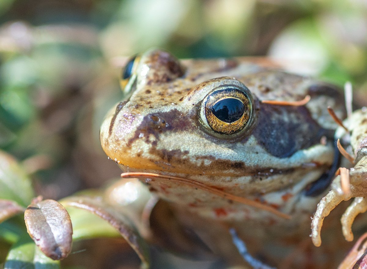 Амазонская рогатая лягушка