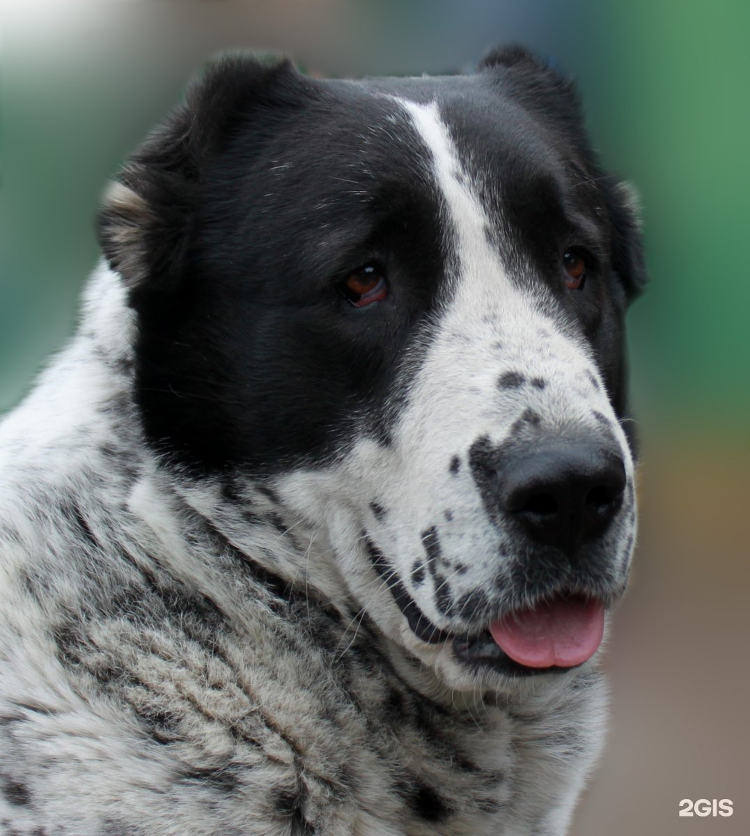 Тигровая Среднеазиатская овчарка