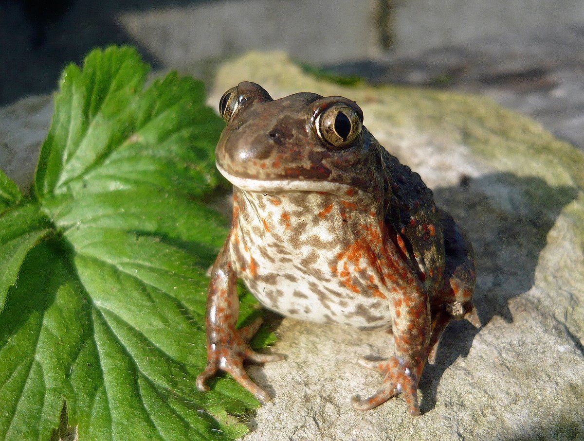 Чесночница лягушка