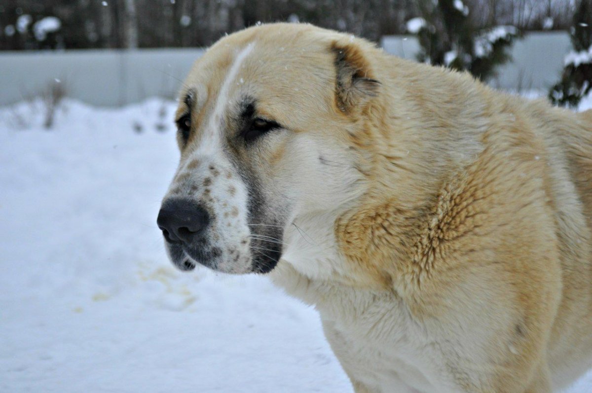Щенки алабая видео