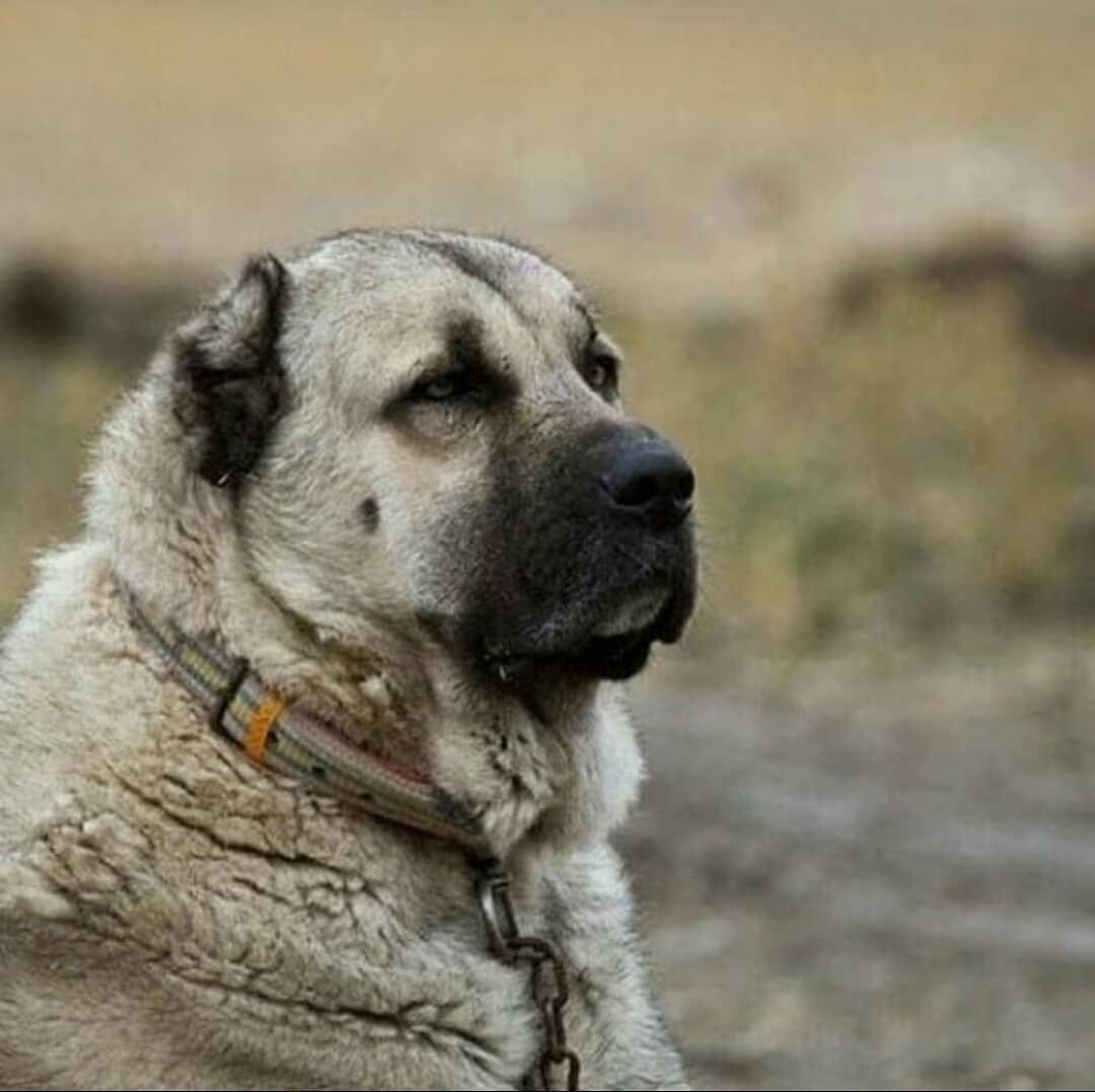 Армянский алабай Гампр