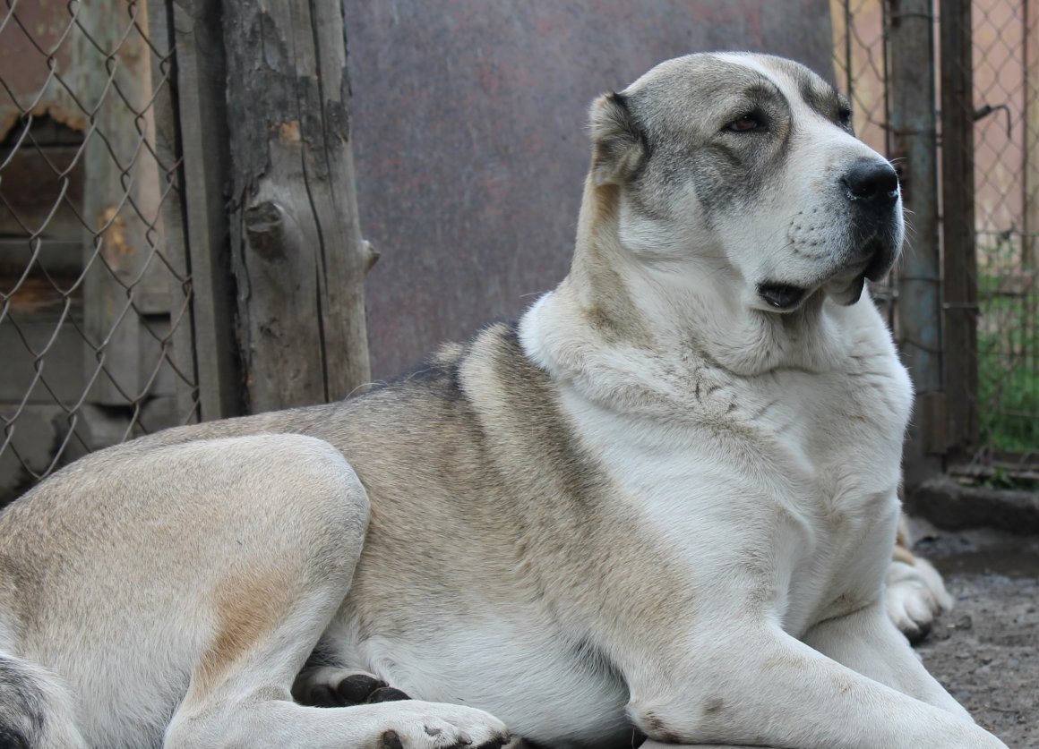 Среднеазиатская овчарка алабай серая