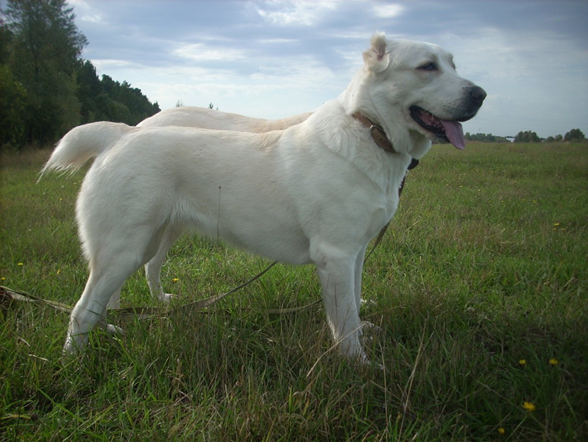 Туркменский алабай