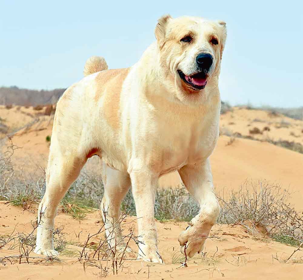 Армянский алабай Гампр