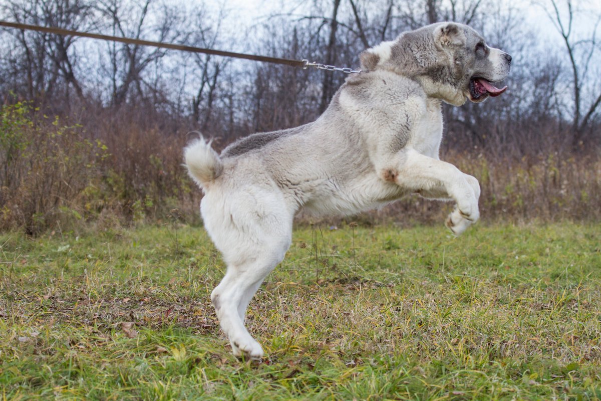 Афганский алабай