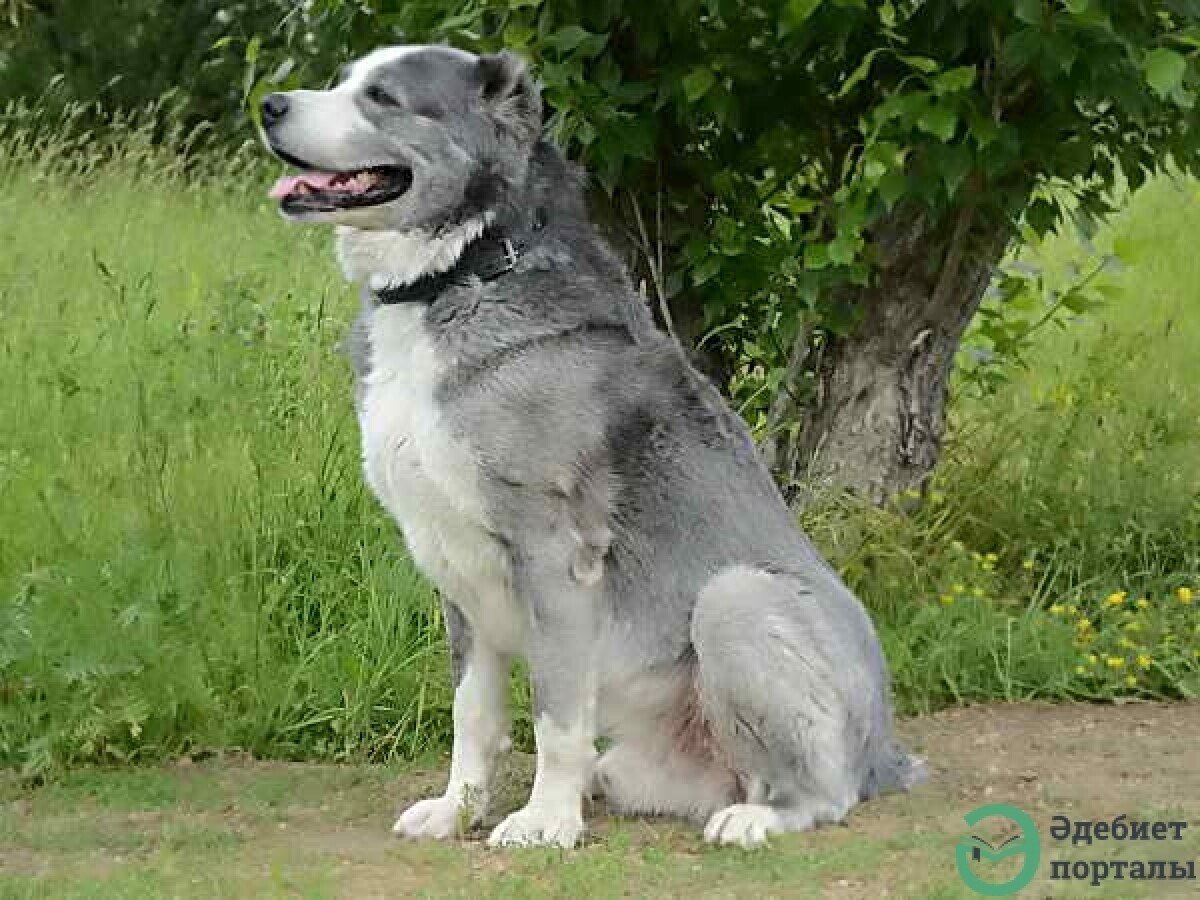 Алабай окрасы Среднеазиатская овчарка