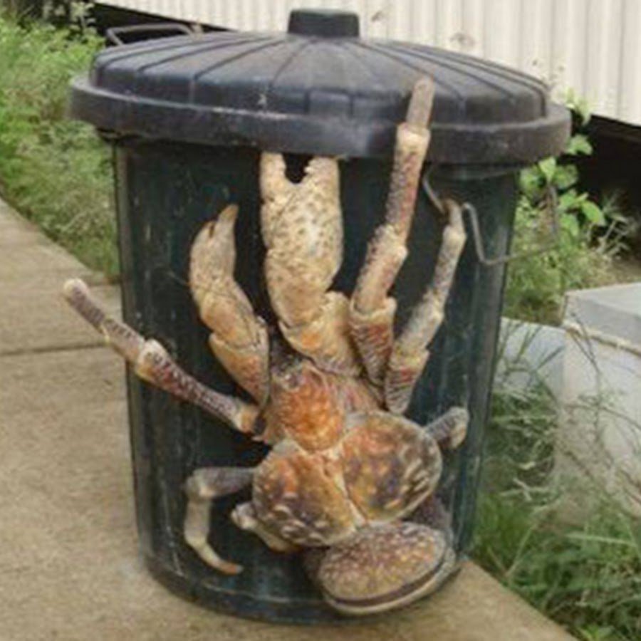 Кокосовый краб фото