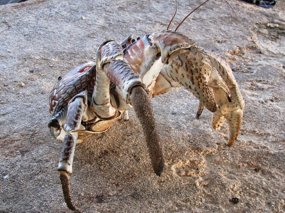 Японская исполинская саламандра