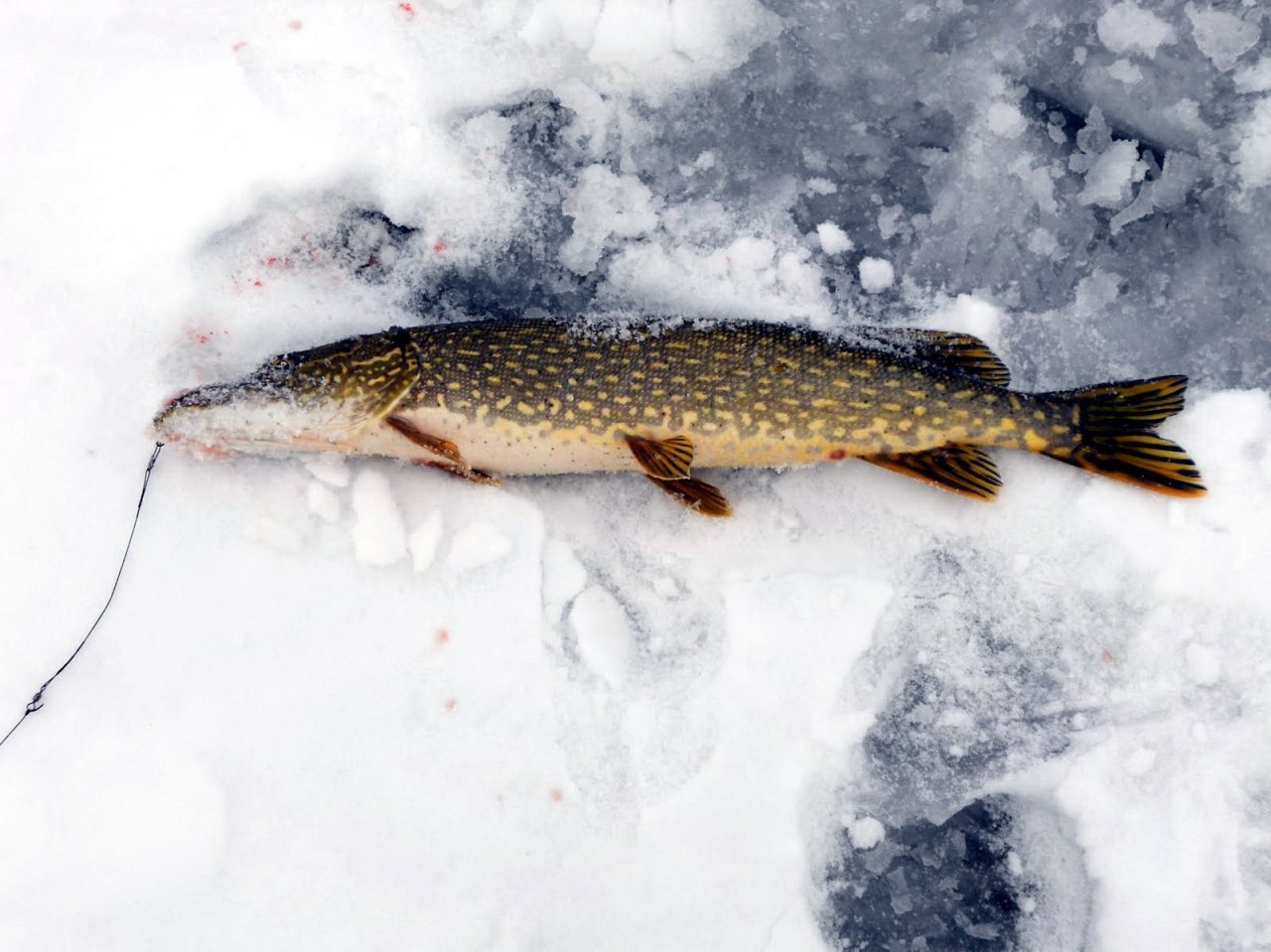 Зимние рыбалка 20 20. Зимняя щука. Зимняя рыбалка на щуку. Зимняя щука на льду. Шеки зимой.