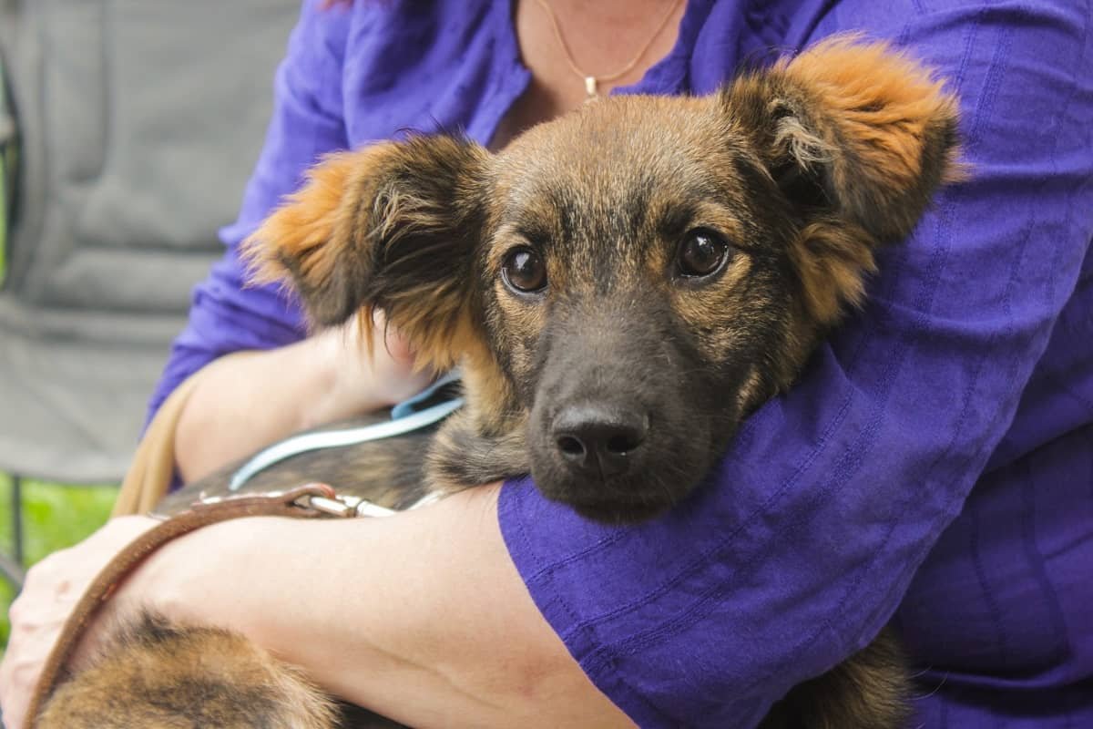 Длинношерстный двортерьер