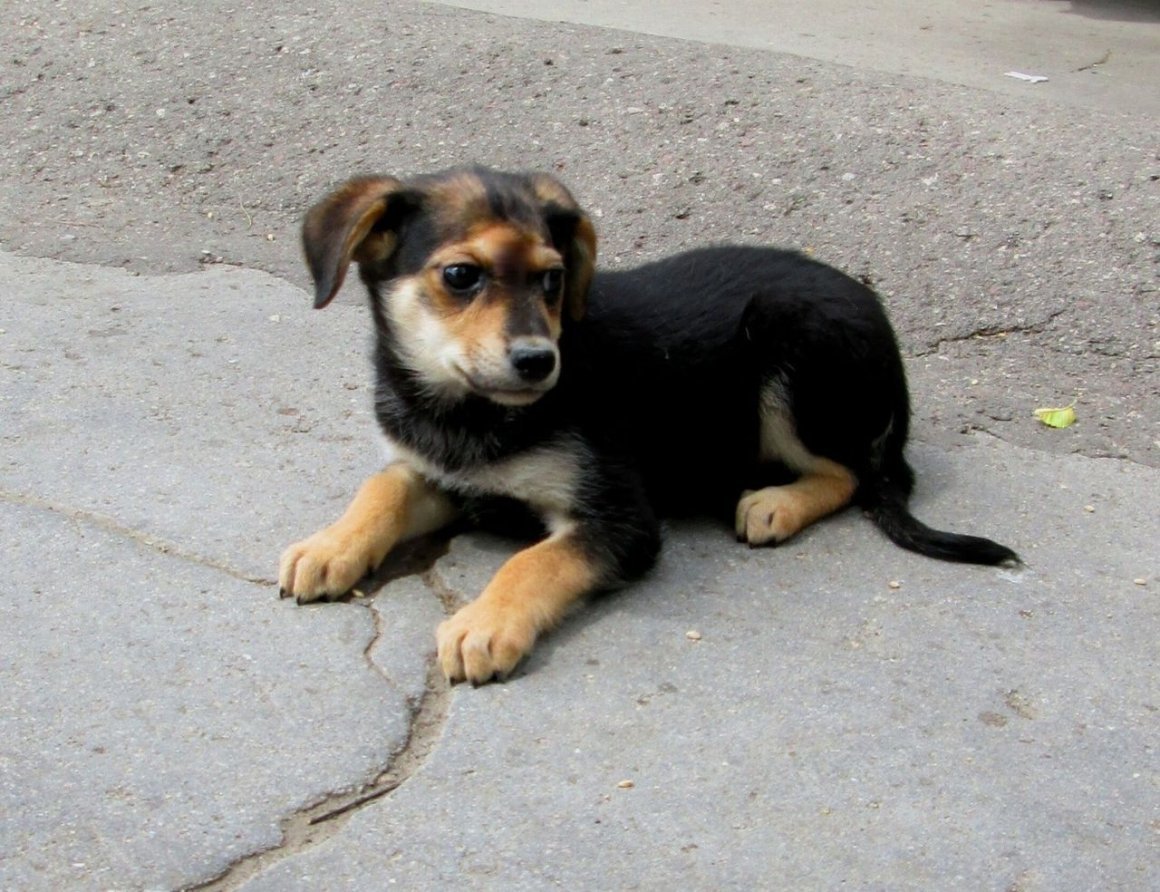 Собака дворняга морда