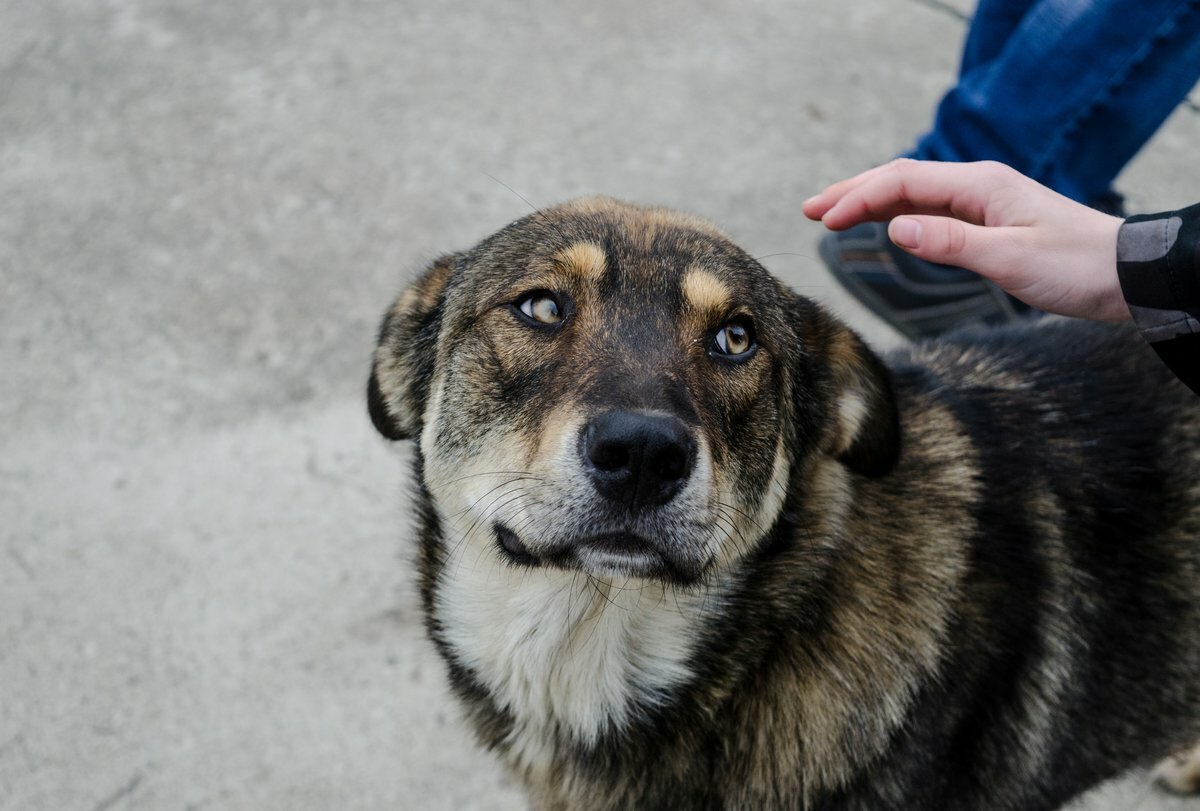 Грей собака дворняга серый