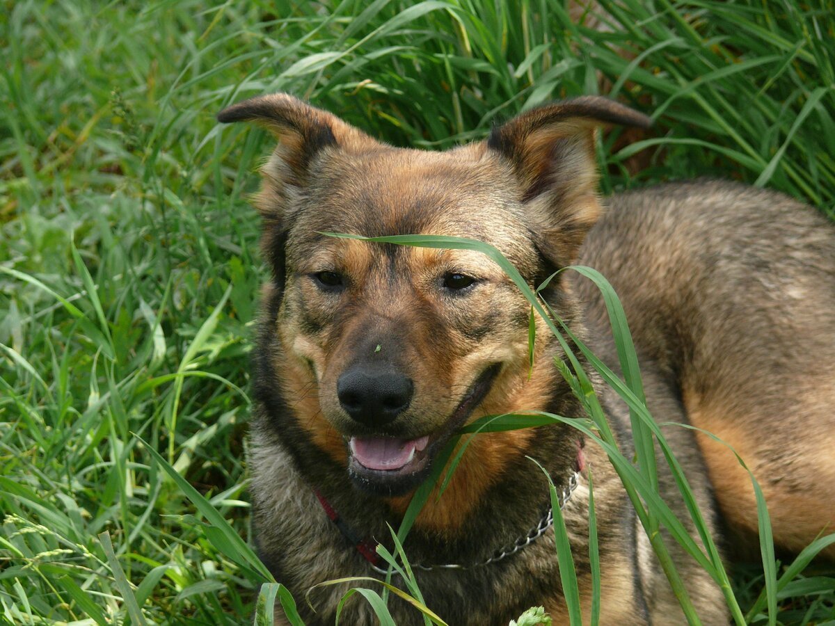 Красивые дворняги