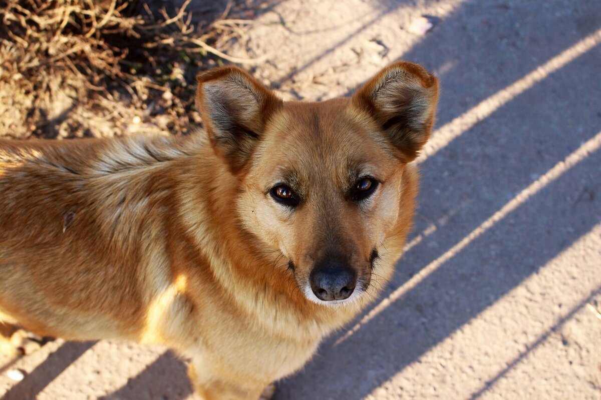 Собака дворняжка