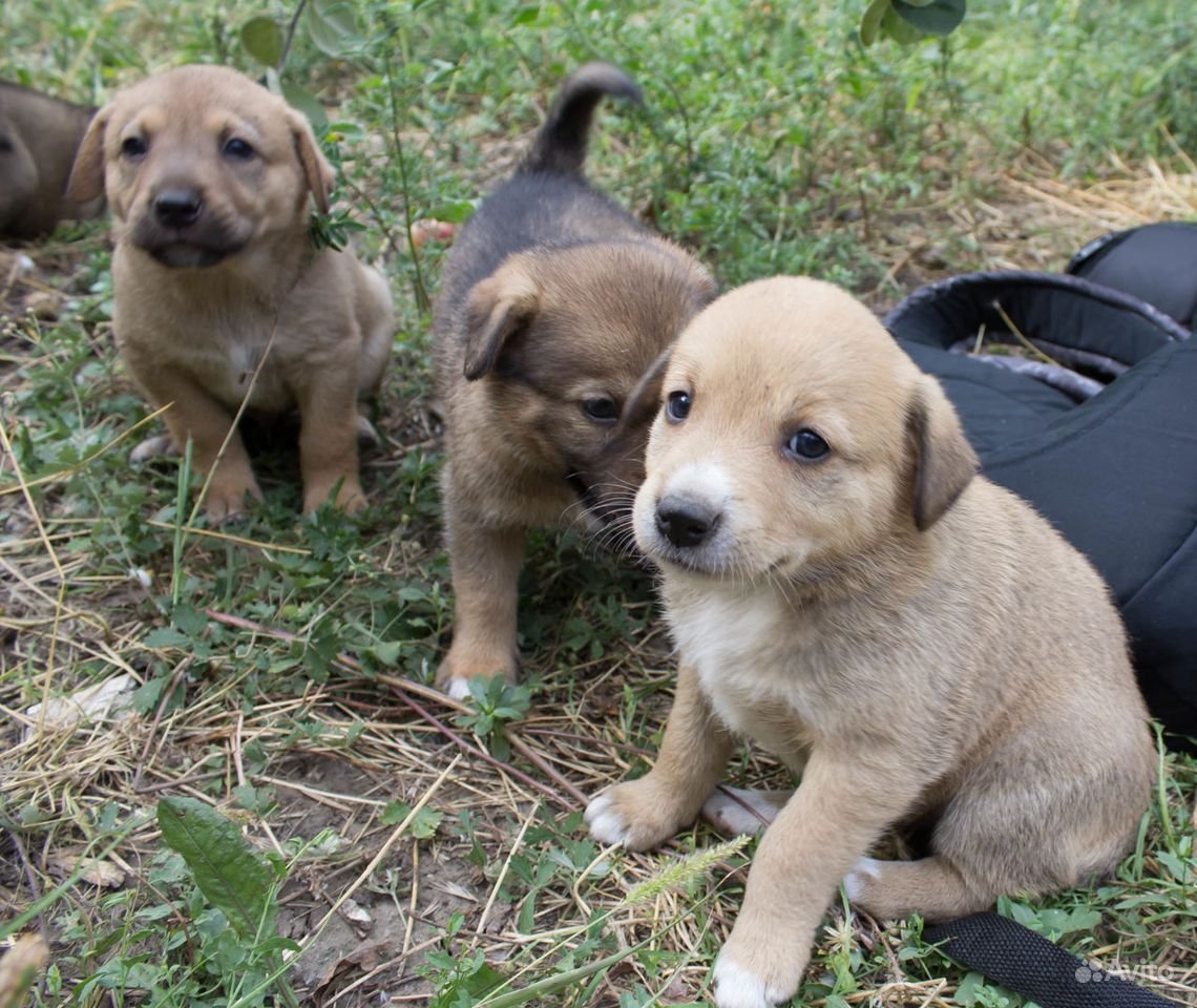 Щенки дворняжки