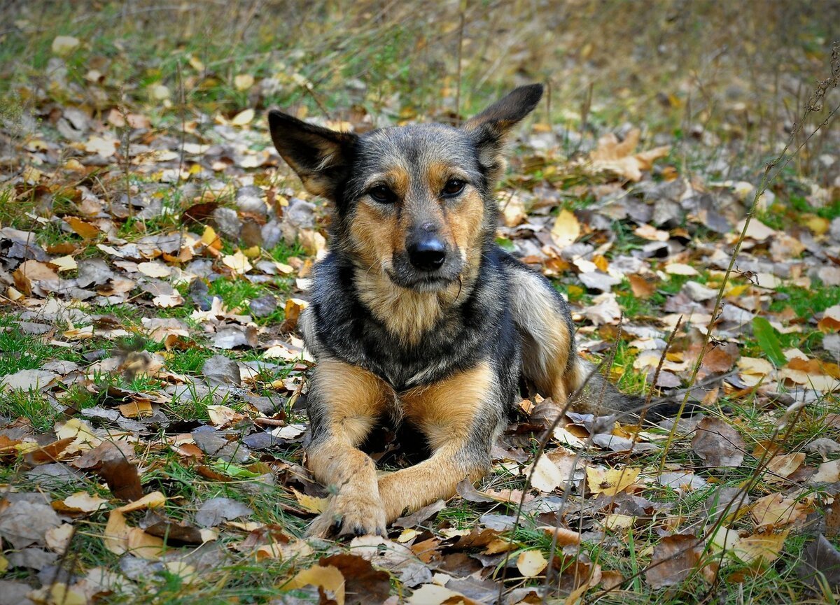 Порода собак дворняжка