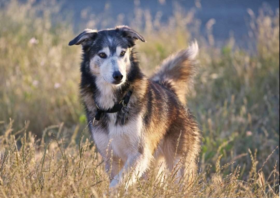 Чистокровный двортерьер