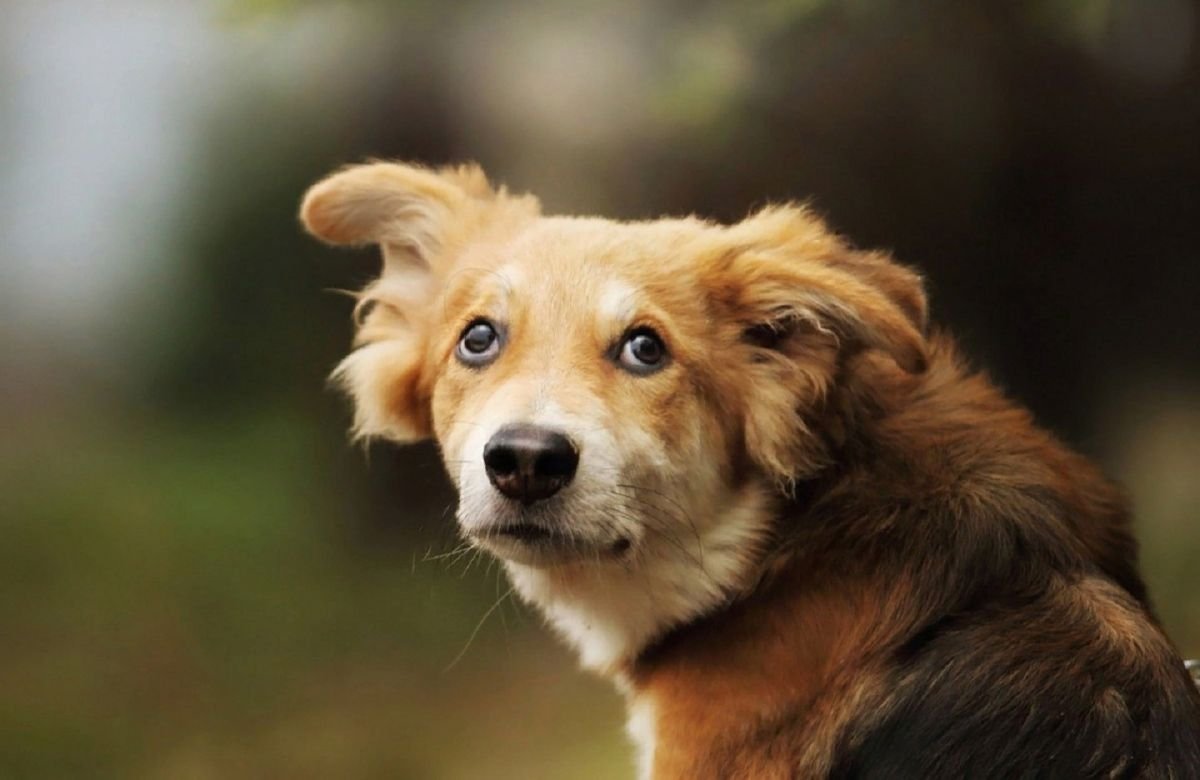 Шавка маленькая собака дворняжка