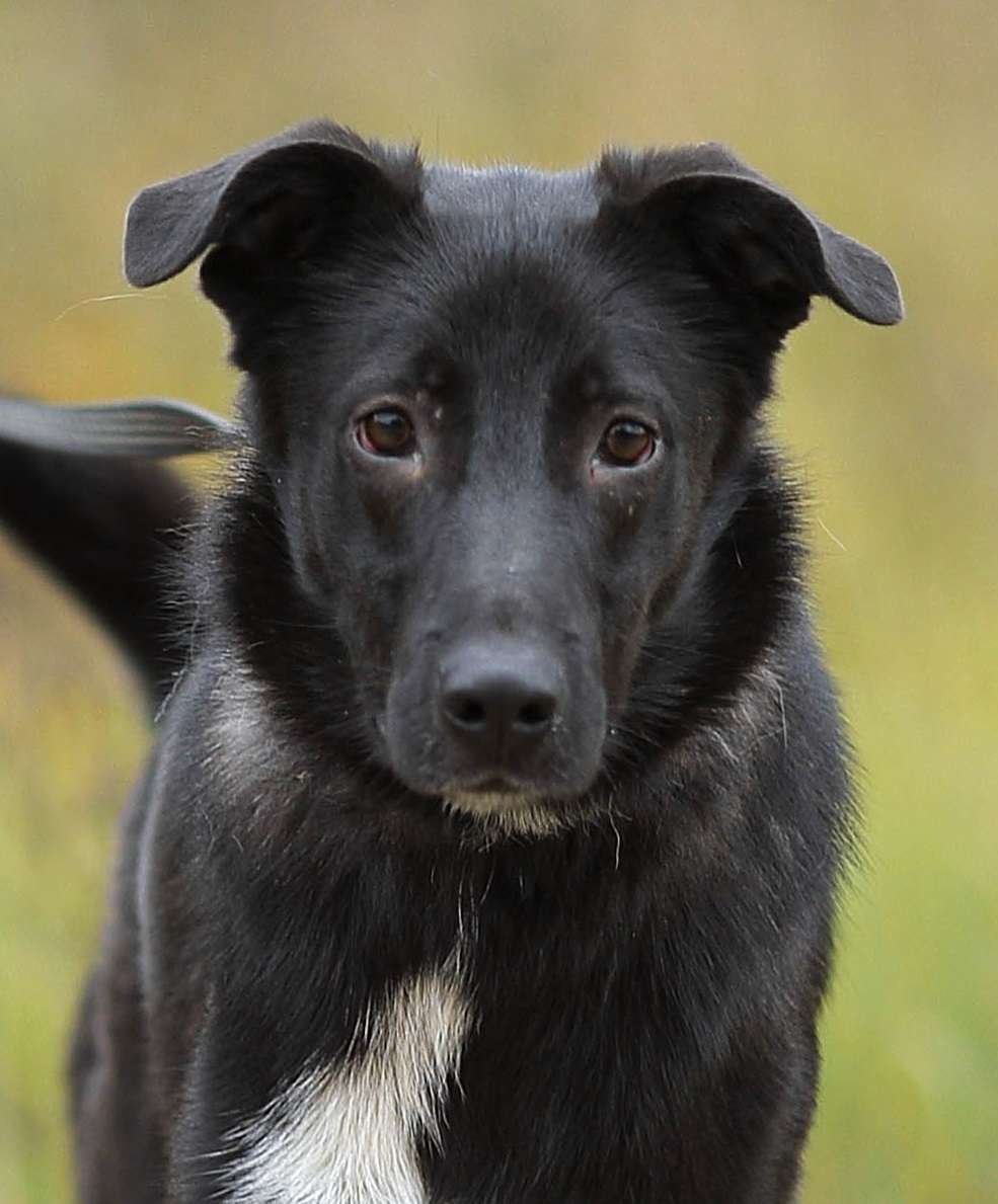 Ретривер хаски порода