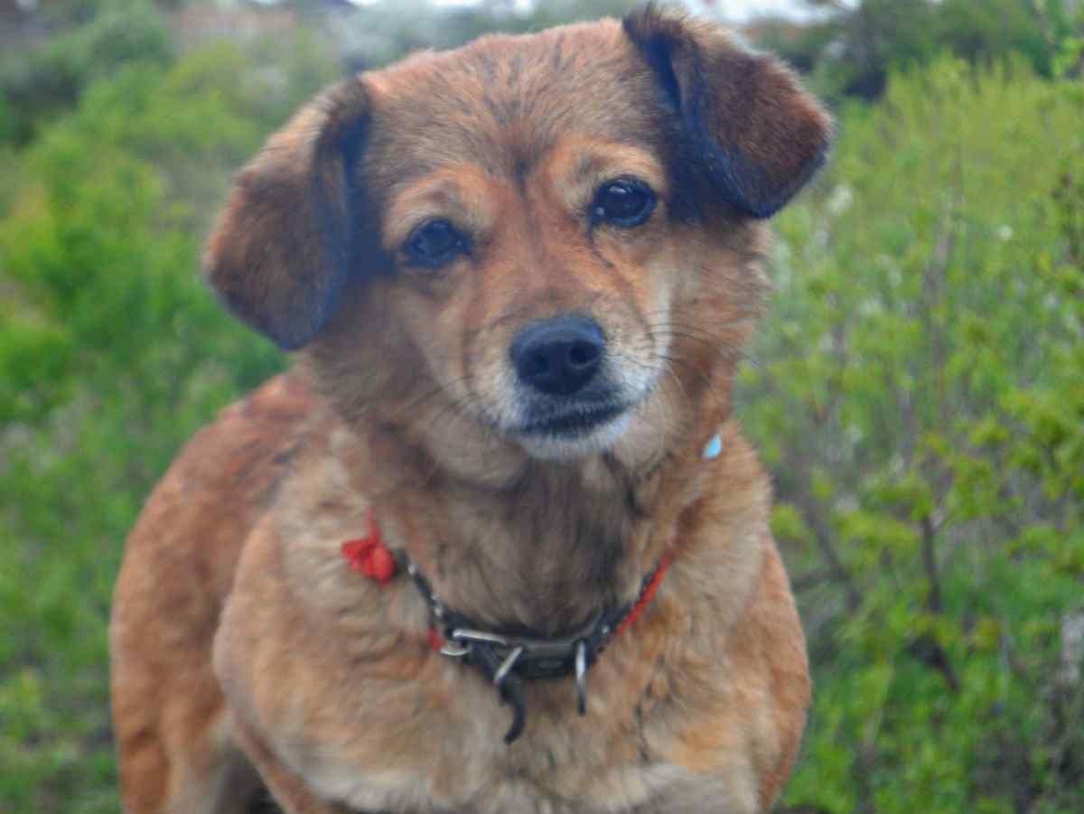 Дворовая собака