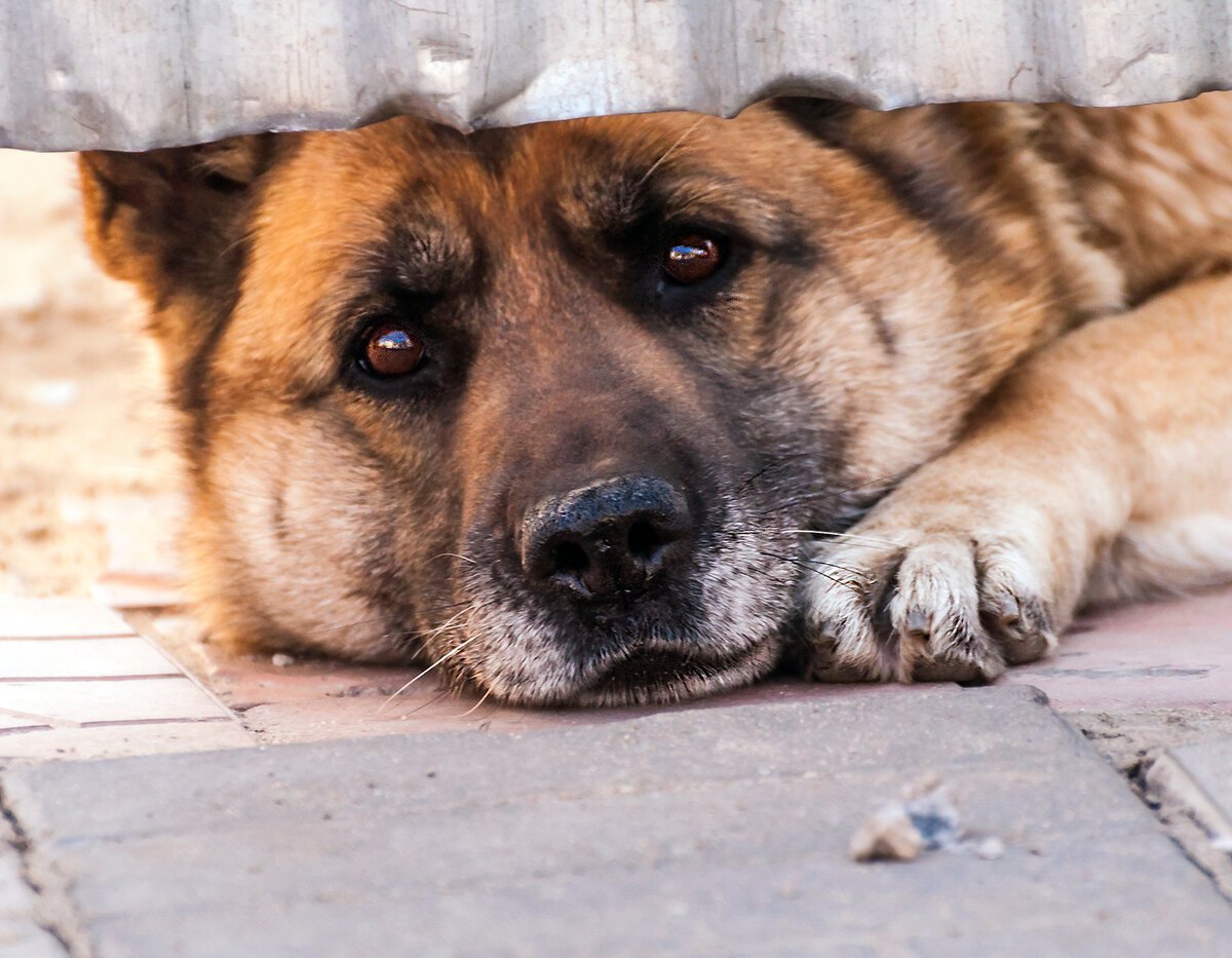 Беспородная собака дворняжка