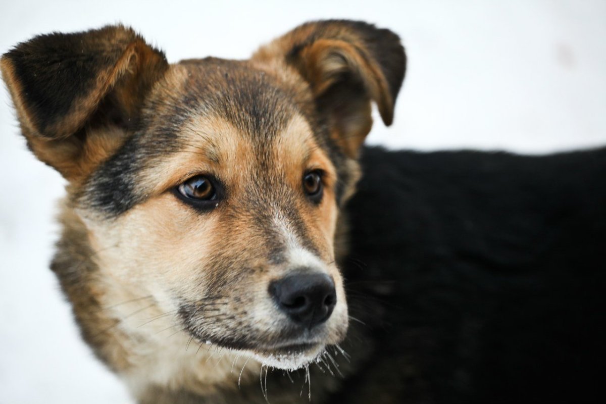 Щенок дворняжки 1.5 года