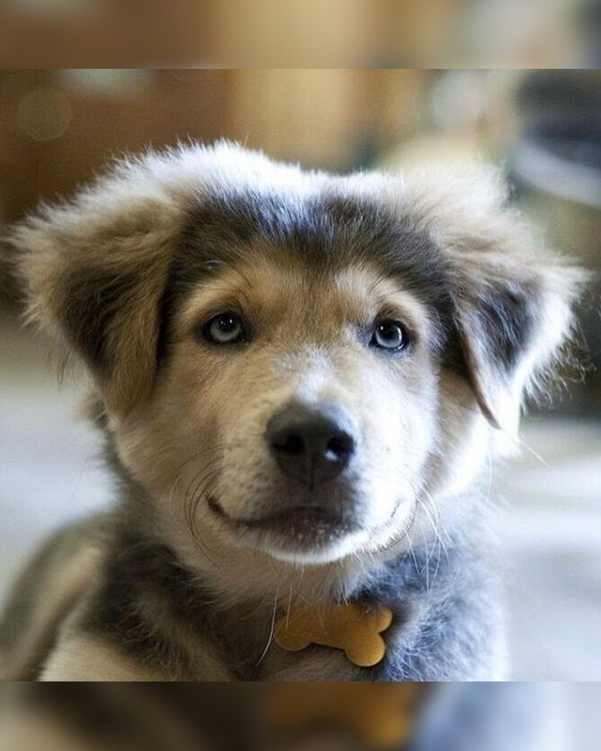 Щенки на улице дворняжки