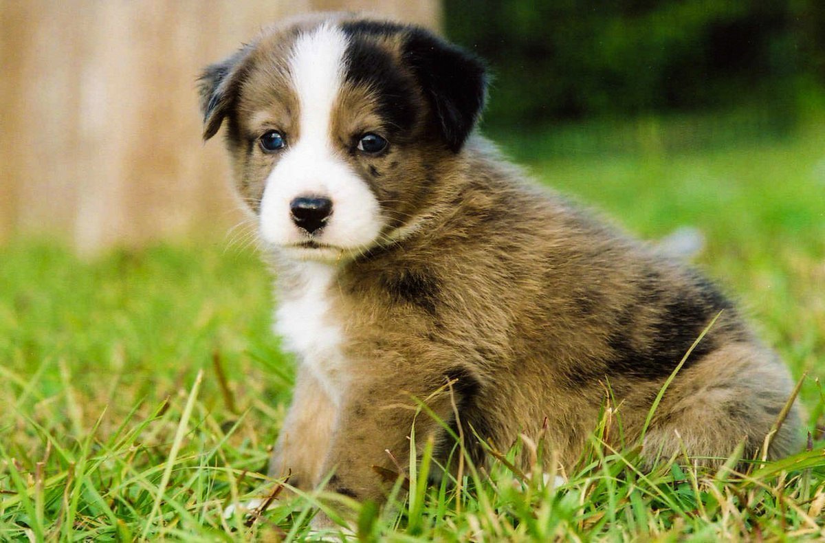 Маленькие щенки дворняги