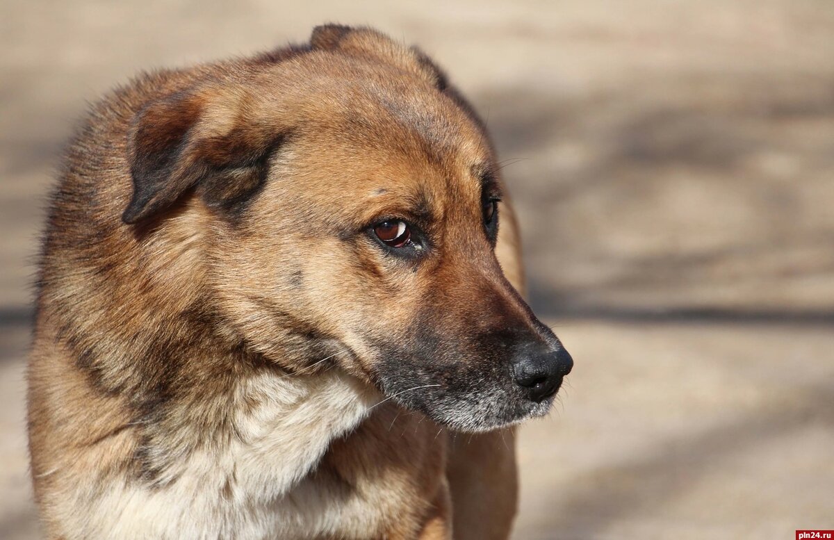 Беспородная собака дворняжка