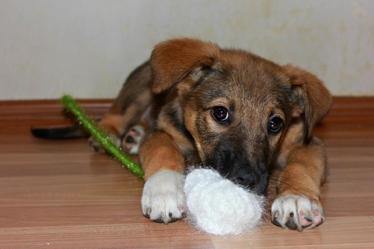 Бордер колли дворняжка