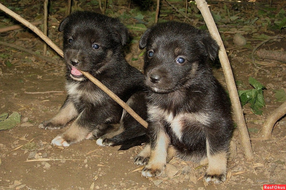 Беспородная собака дворняжка