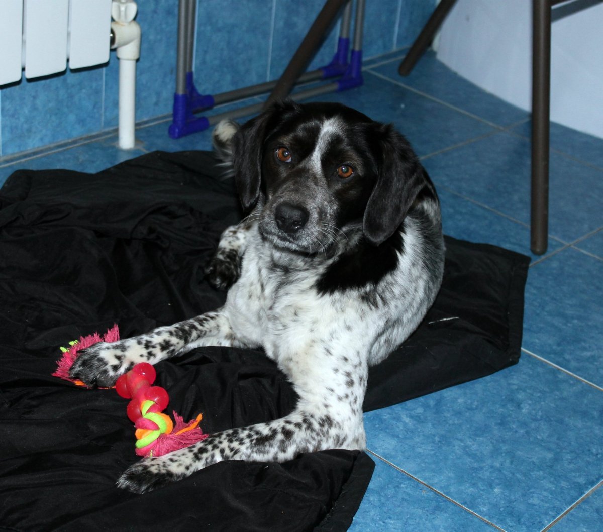 Русский спаниель метис далматинца