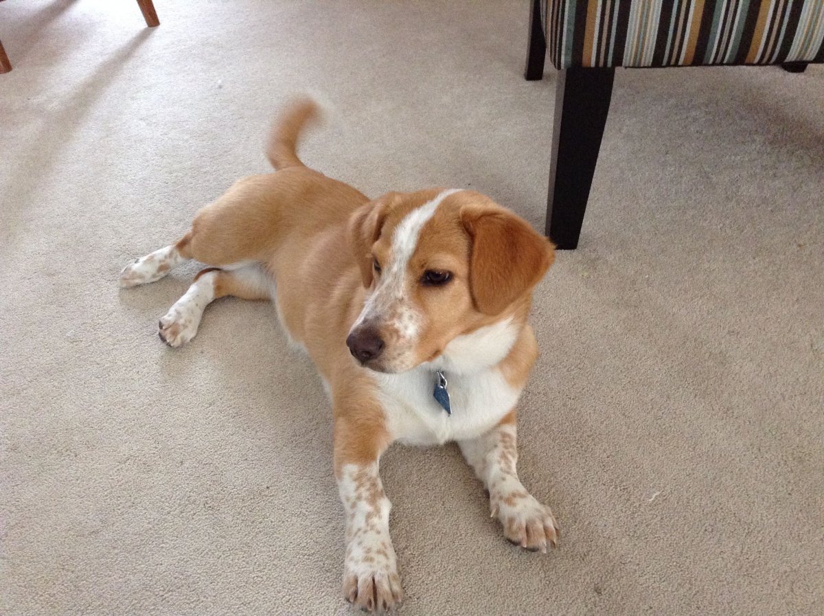 Бигль и корги