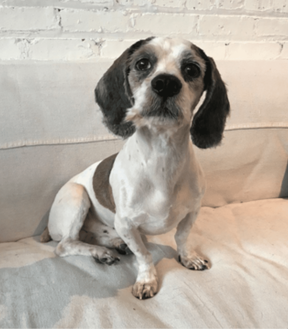 Метис бигля и спаниеля