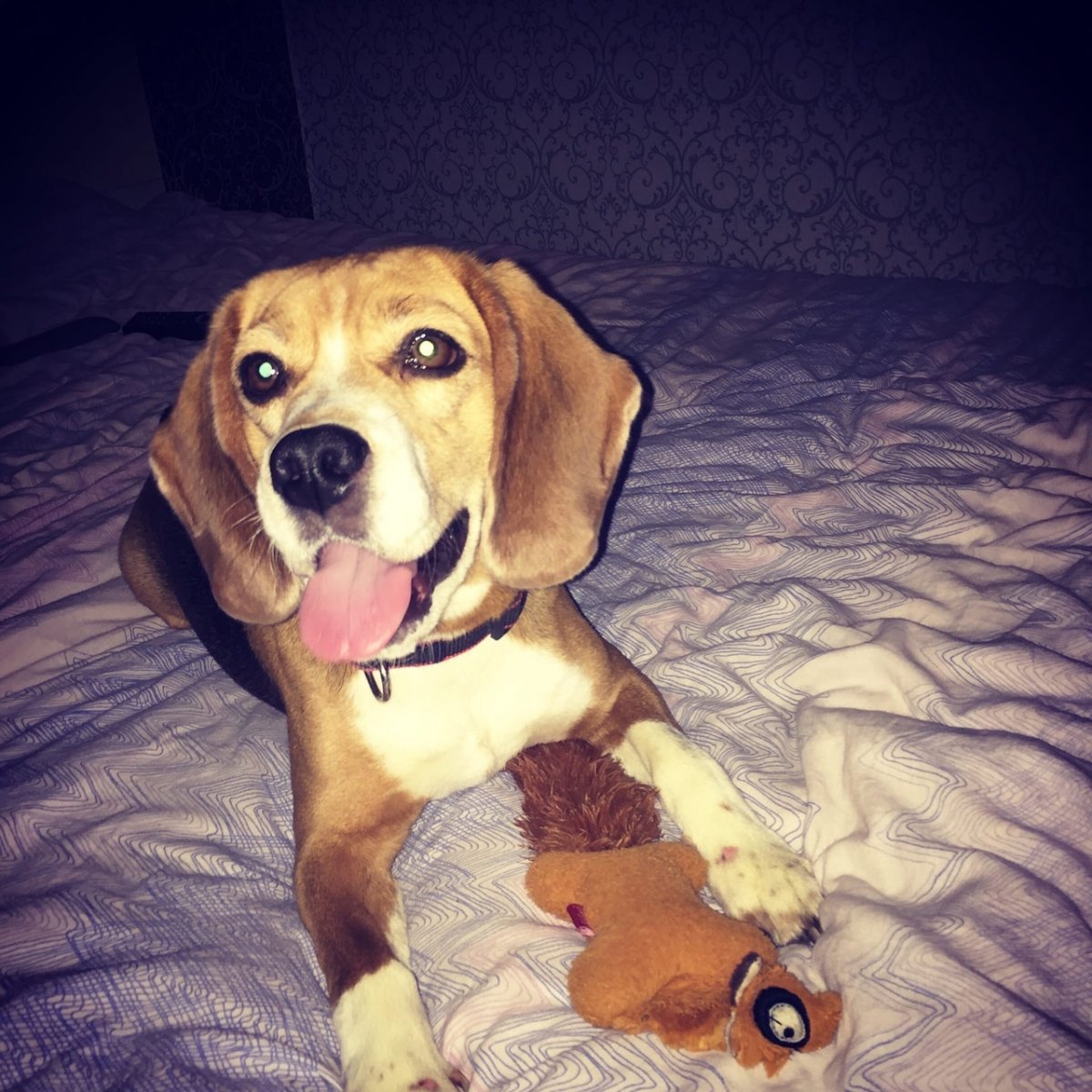 Золотистый кокер ретривер