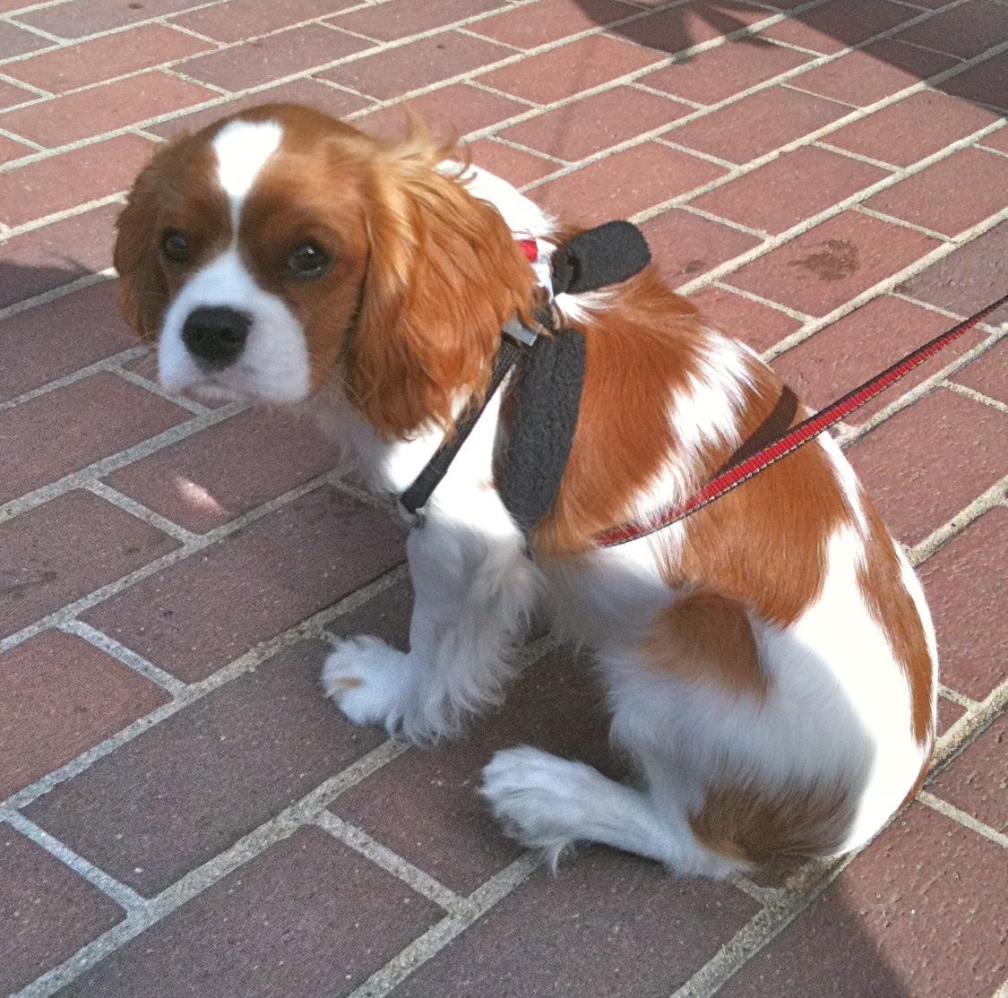 Корги и Кинг Чарльз спаниель