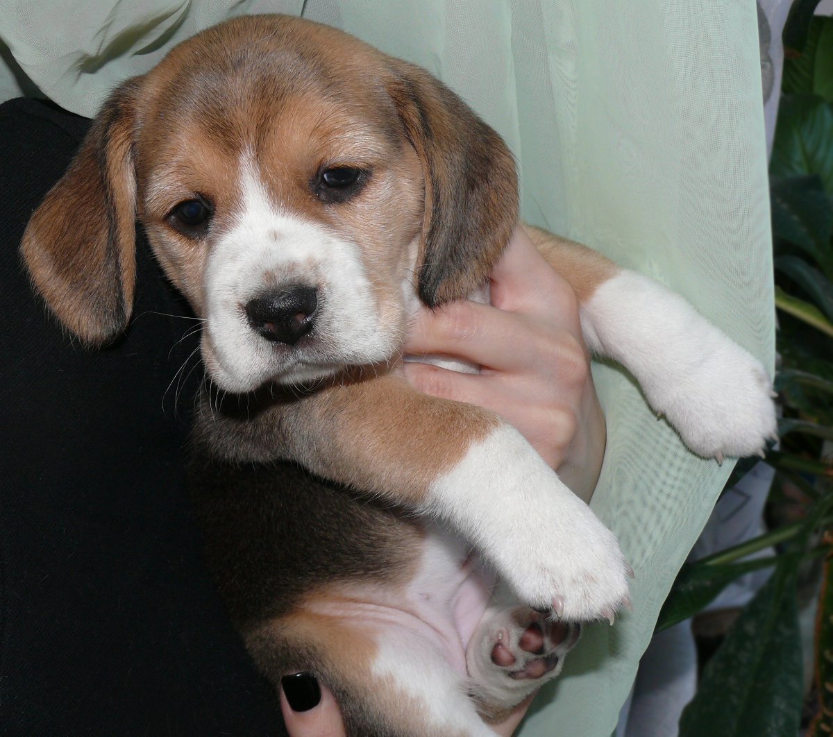 Двухмесячный щенок бигля