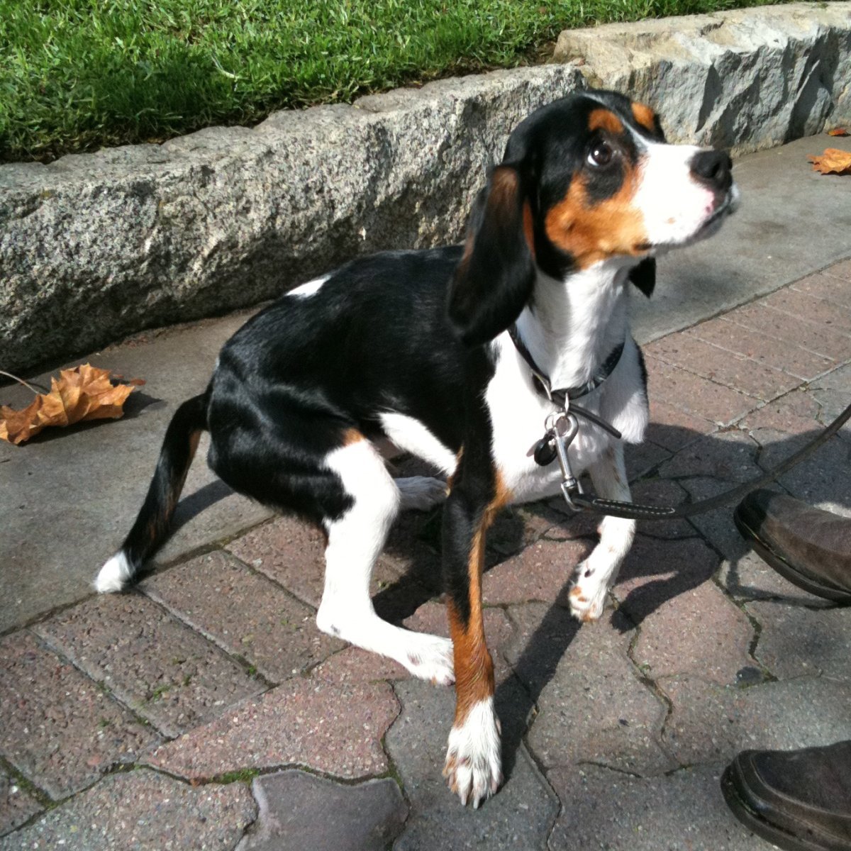 Доберман с биглем