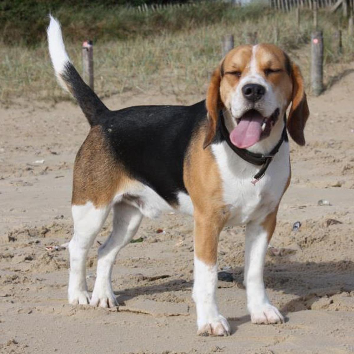 Бигль метис