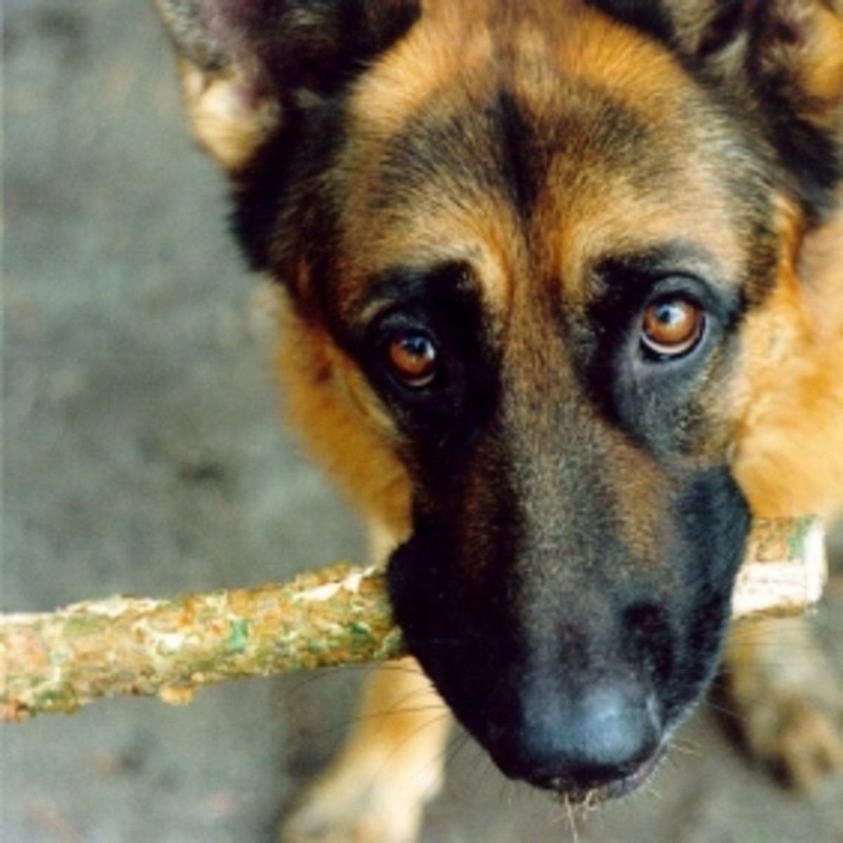 Удивлённая немецкая овчарка