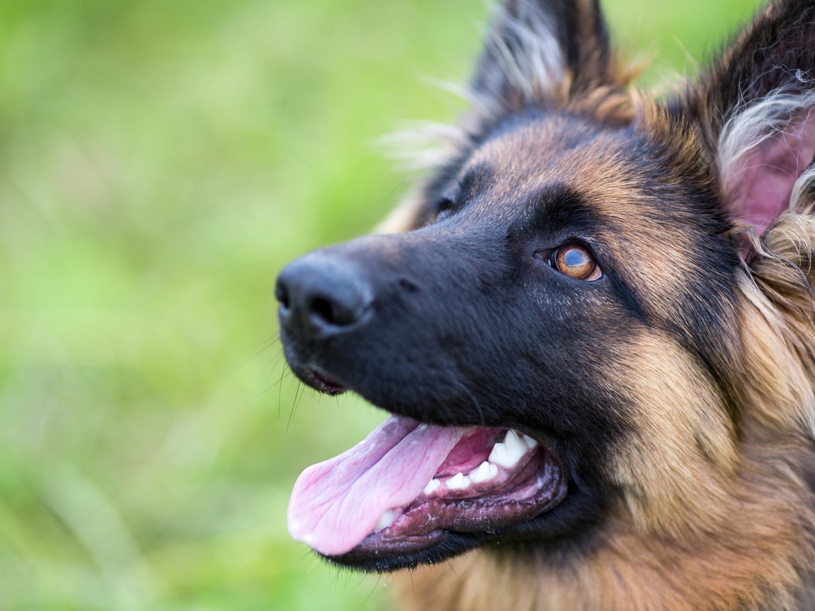 Немецкая овчарка с гетерохромией