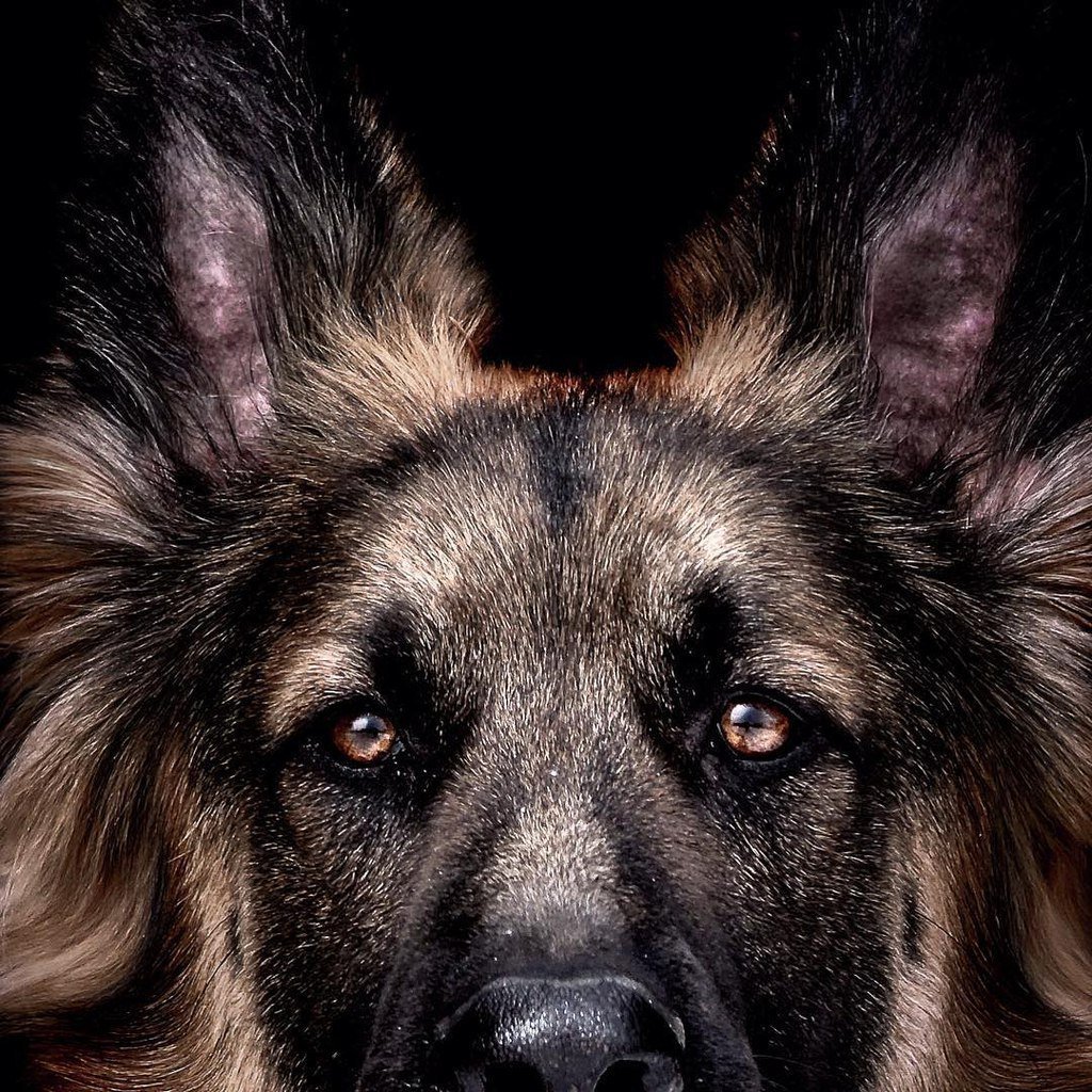 Морда овчарки