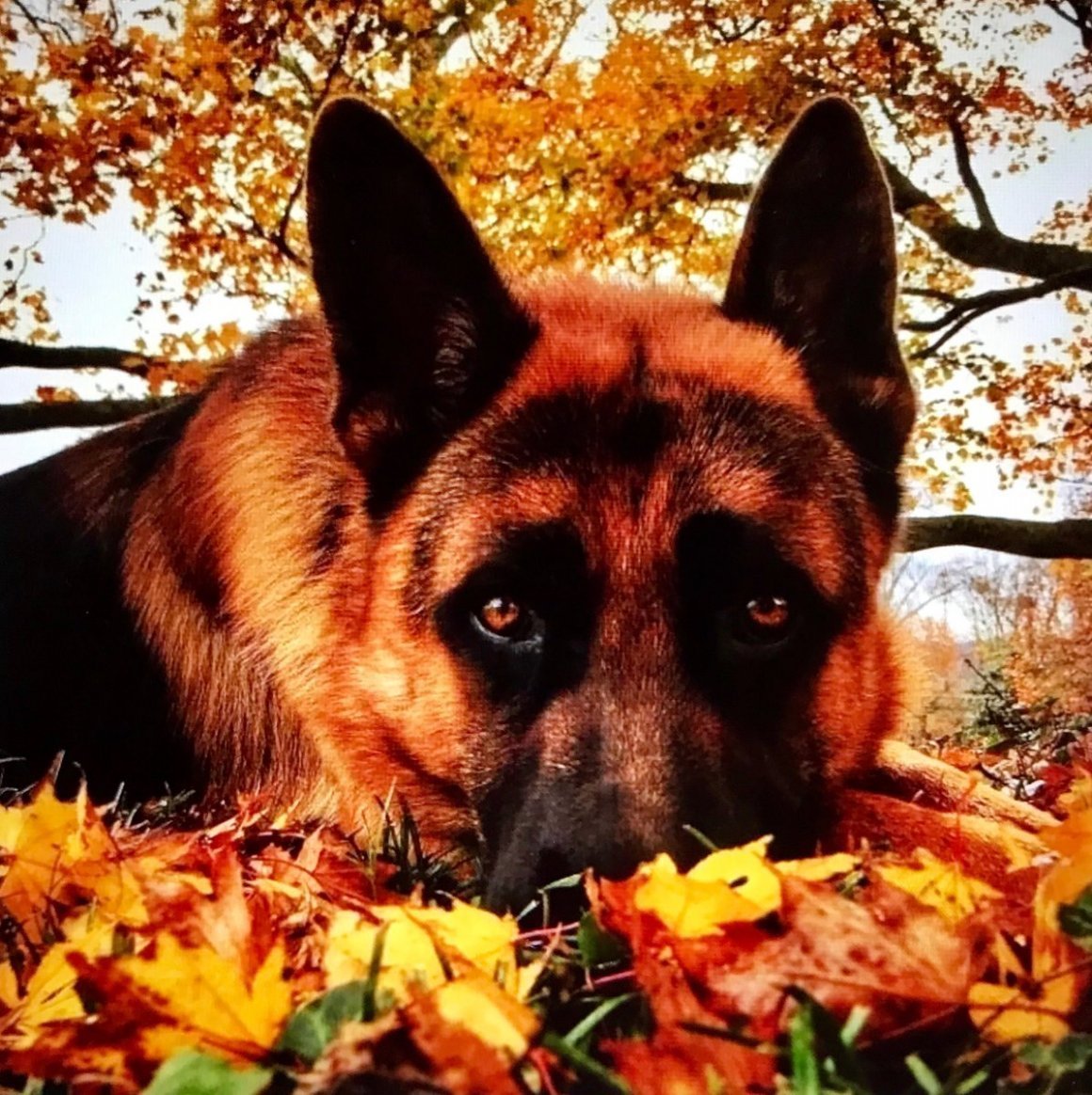 Немецкая овчарка осень