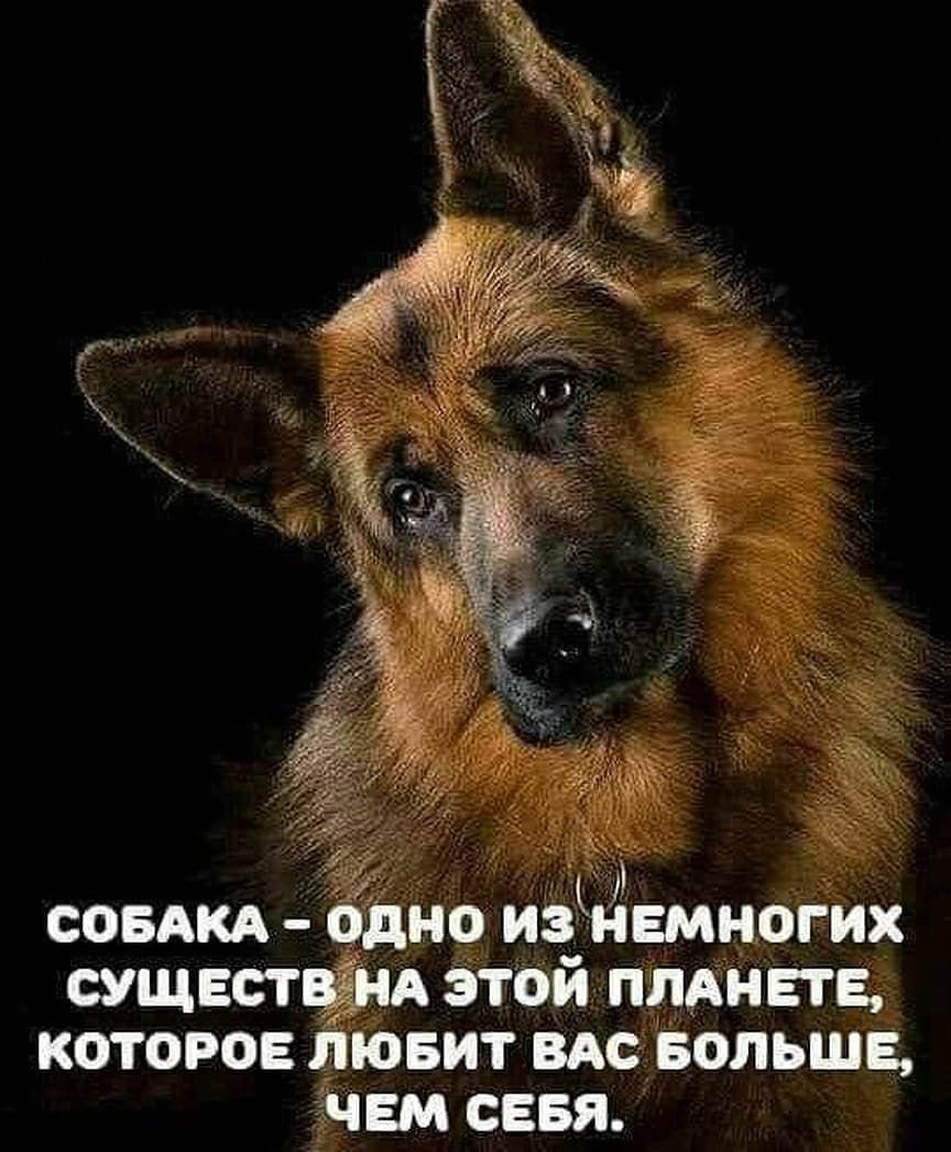 Граф и рекс Шутц Хунд