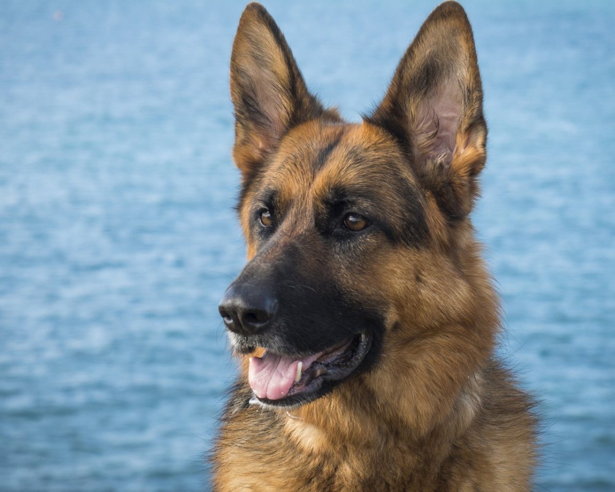 Немецкая овчарка