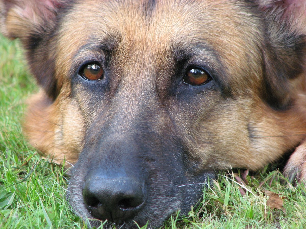 Голубоглазая немецкая овчарка