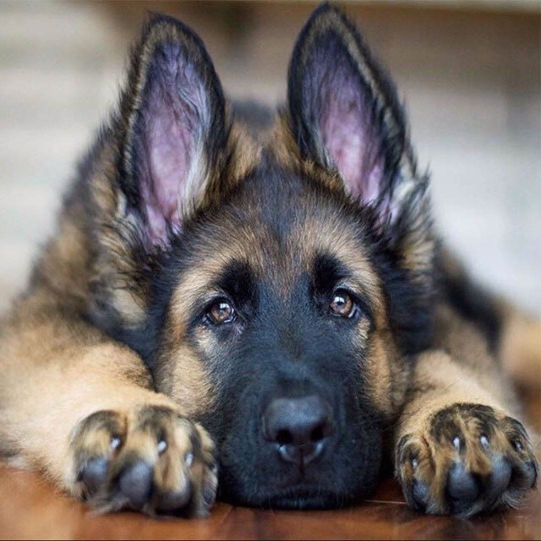 Немецкая овчарка аватарка