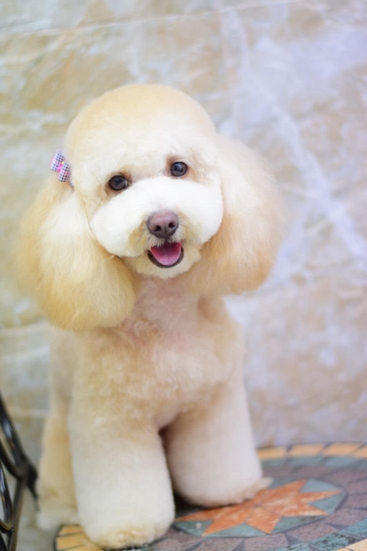 Той пудель стрижка Лев