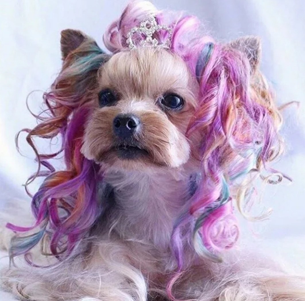 Пудель Тедди абрикосовый